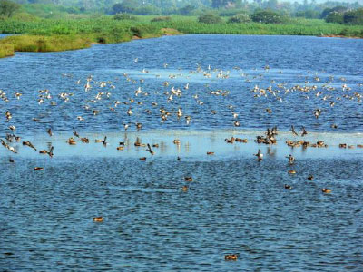 Karaivetti Bird Sanctuary | History of Karaivetti Bird Sanctuary in ...