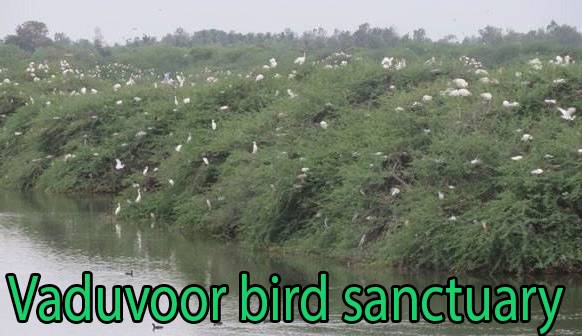 vaduvoor-bird-sanctuary