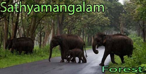 Sathyamangalam Wildlife Sanctuary
